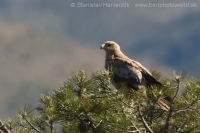 Orol iberský - Aquila adalberti - Spanish Imperial Eagle