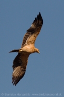 Orol iberský - Aquila adalberti - Spanish Imperial Eagle