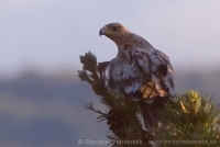 Orol iberský - Aquila adalberti - Spanish Imperial Eagle