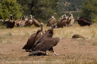 Sup tmavohnedý a sup bielohlavý - Aegypius monachus a Gyps fulvus - Black vulture and Griffon Vulture