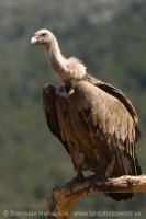 Sup bielohlavý - Gyps fulvus - Griffon Vulture