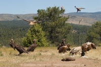 Sup tmavohnedý a sup bielohlavý - Aegypius monachus a Gyps fulvus - Black vulture and Griffon Vulture