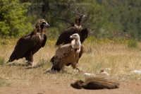 Sup tmavohnedý a sup bielohlavý - Aegypius monachus a Gyps fulvus - Black vulture and Griffon Vulture