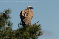 Sup bielohlavý - Gyps fulvus - Griffon Vulture