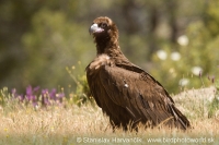 Sup tmavohnedý - Aegypius monachus - Black Vulture