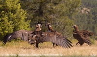 Sup tmavohnedý - Aegypius monachus - Black Vulture