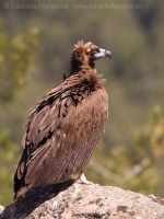 Sup tmavohnedý - Aegypius monachus - Black Vulture
