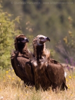 Sup tmavohnedý - Aegypius monachus - Black Vulture