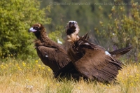 Sup tmavohnedý - Aegypius monachus - Black Vulture
