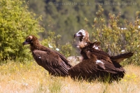 Sup tmavohnedý - Aegypius monachus - Black Vulture