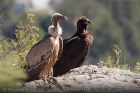 Sup tmavohnedý a sup bielohlavý - Aegypius monachus a Gyps fulvus - Black vulture and Griffon Vulture