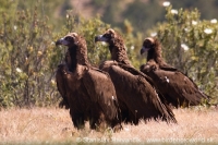 Sup tmavohnedý - Aegypius monachus - Black Vulture