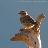 Skalník žltohrdlý - Petronia petronia - Rock Sparrow