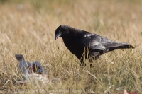 Vrana čierna - Corvus corone - Carrion Crow