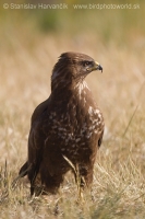 Myšiak hôrny - Buteo buteo - Common Buzzard