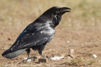 Krkavec čierny - Corvus corax - Common Raven