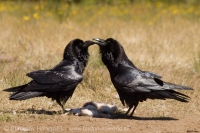 Krkavec čierny - Corvus corax - Common Raven
