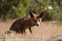 Líška hrdzavá - Vulpes vulpes - Red Fox