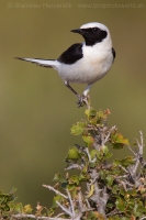 Skaliarik okrový - Oenanthe hispanica - Black-eared Wheatear
