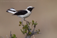 Skaliarik okrový - Oenanthe hispanica - Black-eared Wheatear