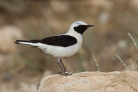 Skaliarik okrový - Oenanthe hispanica - Black-eared Wheatear