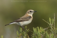 Skaliarik okrový - Oenanthe hispanica - Black-eared Wheatear