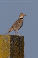 Škovran stepný - Melanocorypha calandra - Calandra Lark