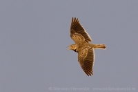 Škovran stepný - Melanocorypha calandra - Calandra Lark