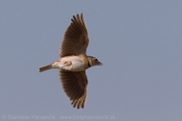 Škovran stepný - Melanocorypha calandra - Calandra Lark