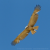 Hadiar krátkoprstý - Circaetus gallicus - Short-toed Eagle