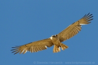 Hadiar krátkoprstý - Circaetus gallicus - Short-toed Eagle