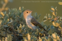 Kolibiarik horský - Phylloscopus bonelli - Western Bonelli´s Warbler