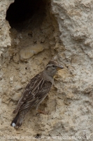 Skalník žltohrdlý - Petronia petronia - Rock Sparrow