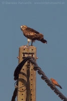 Hadiar krátkoprstý - Circaetus gallicus - Short-toed Eagle + Sokol bielopazúravý - Falco naumanni - Lesser Kestrel