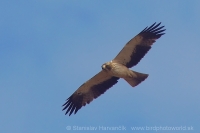 Orol malý - Aquila pennata - Booted Eagle