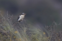 Kukavica chochlatá - Clamator glandarius - Great Spotted Cuckoo