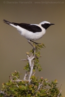 Skaliarik okrový - Oenanthe hispanica - Black-eared Wheatear
