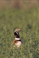 Drop malý - Tetrax tetrax - Little Bustard