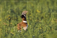 Drop malý - Tetrax tetrax - Little Bustard