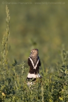 Drop malý - Tetrax tetrax - Little Bustard
