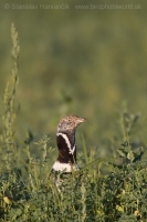 Drop malý - Tetrax tetrax - Little Bustard