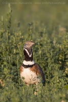 Drop malý - Tetrax tetrax - Little Bustard