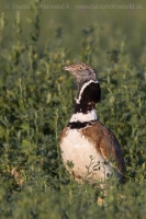 Drop malý - Tetrax tetrax - Little Bustard