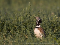 Drop malý - Tetrax tetrax - Little Bustard
