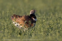 Drop malý - Tetrax tetrax - Little Bustard