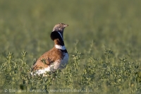 Drop malý - Tetrax tetrax - Little Bustard