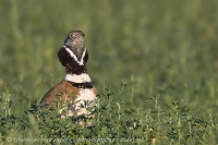 Drop malý - Tetrax tetrax - Little Bustard