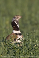 Drop malý - Tetrax tetrax - Little Bustard