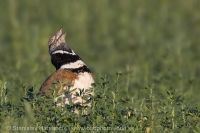 Drop malý - Tetrax tetrax - Little Bustard