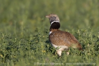 Drop malý - Tetrax tetrax - Little Bustard
